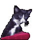 BlackMizi Animation bzw. Logo